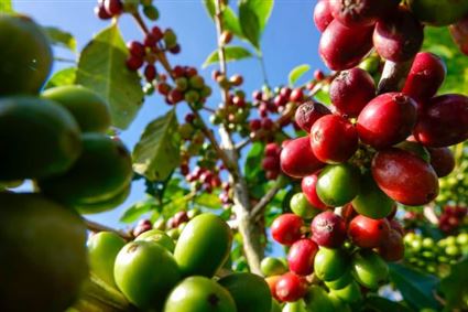 Vietnam seeks to raise the value of coffee